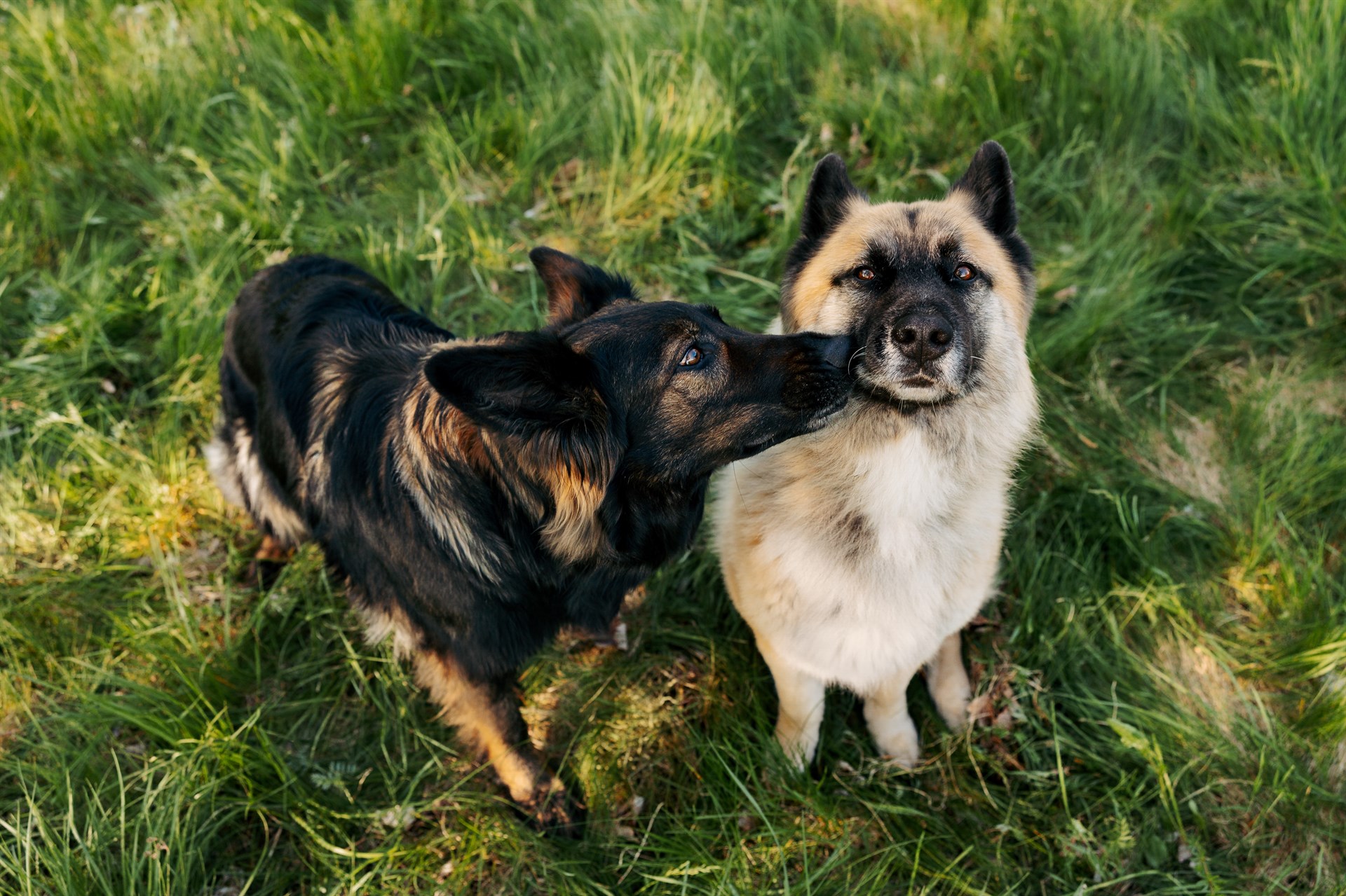 Ein weißer und ein schwarzer Hund auf einer grünen Wiese. Der weiße Hund blickt zum Auslöser, der schwarze Hund ist in der Nähe der Schnauze des weißen Hundes.