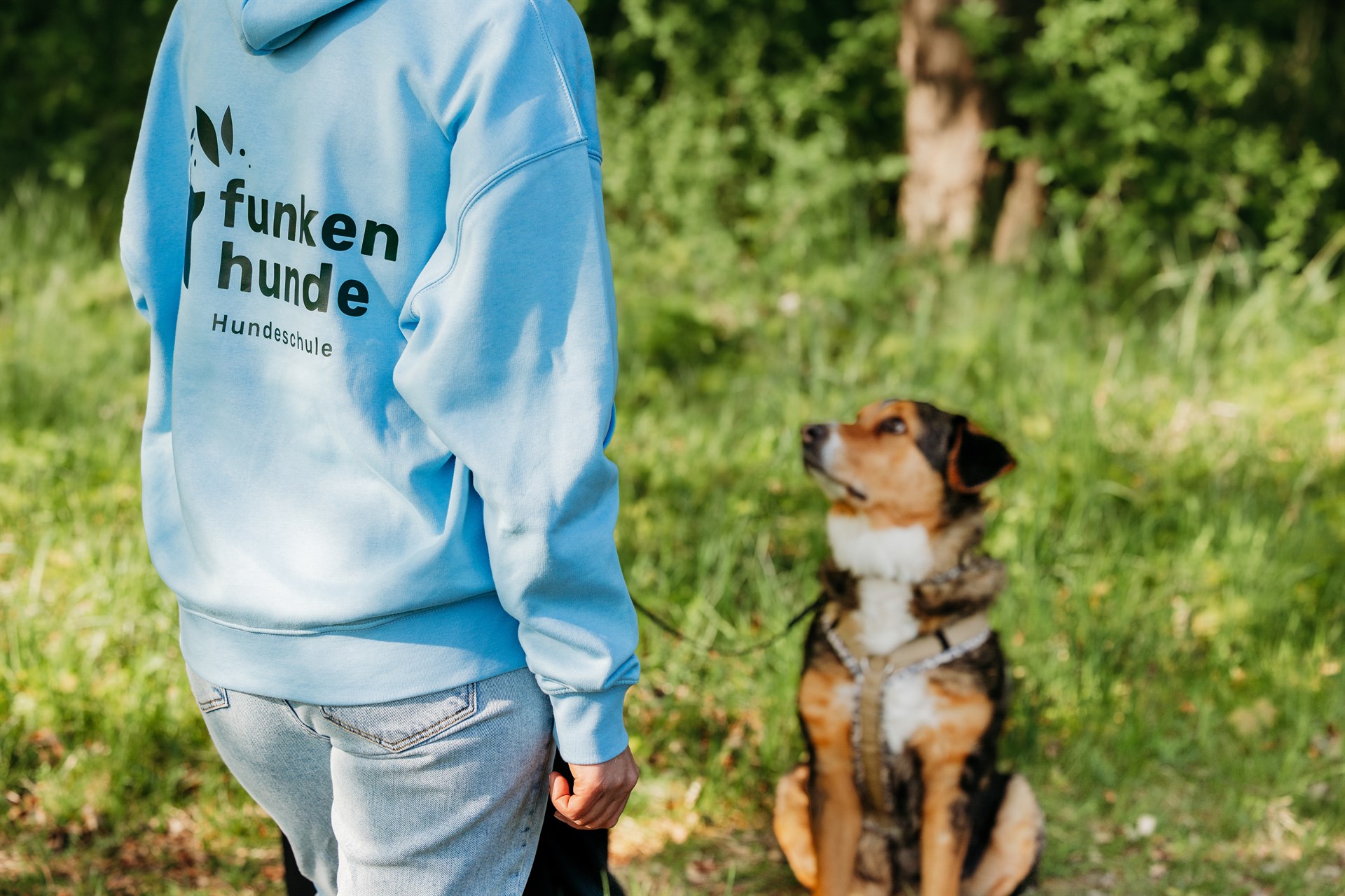 Person von hinten in hellblauem Hoody auf einer grünen Wiese. Im Hintergrund sitzt ein mehrfarbiger Hund.