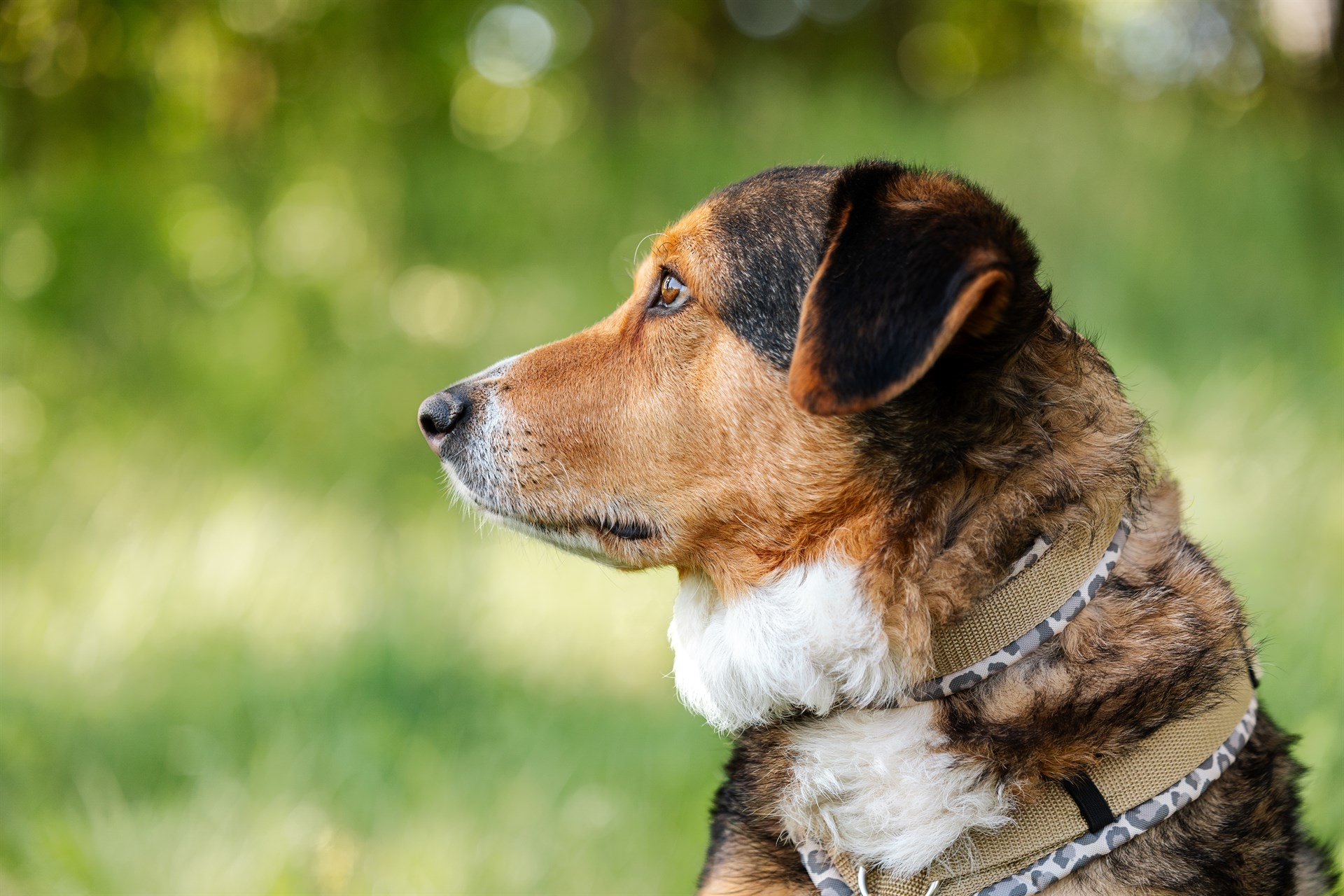 2026-04-26_Funkenhunde-154 Ein mehrfarbiger Hund blickt zur Seite auf einer grünen Wiese.