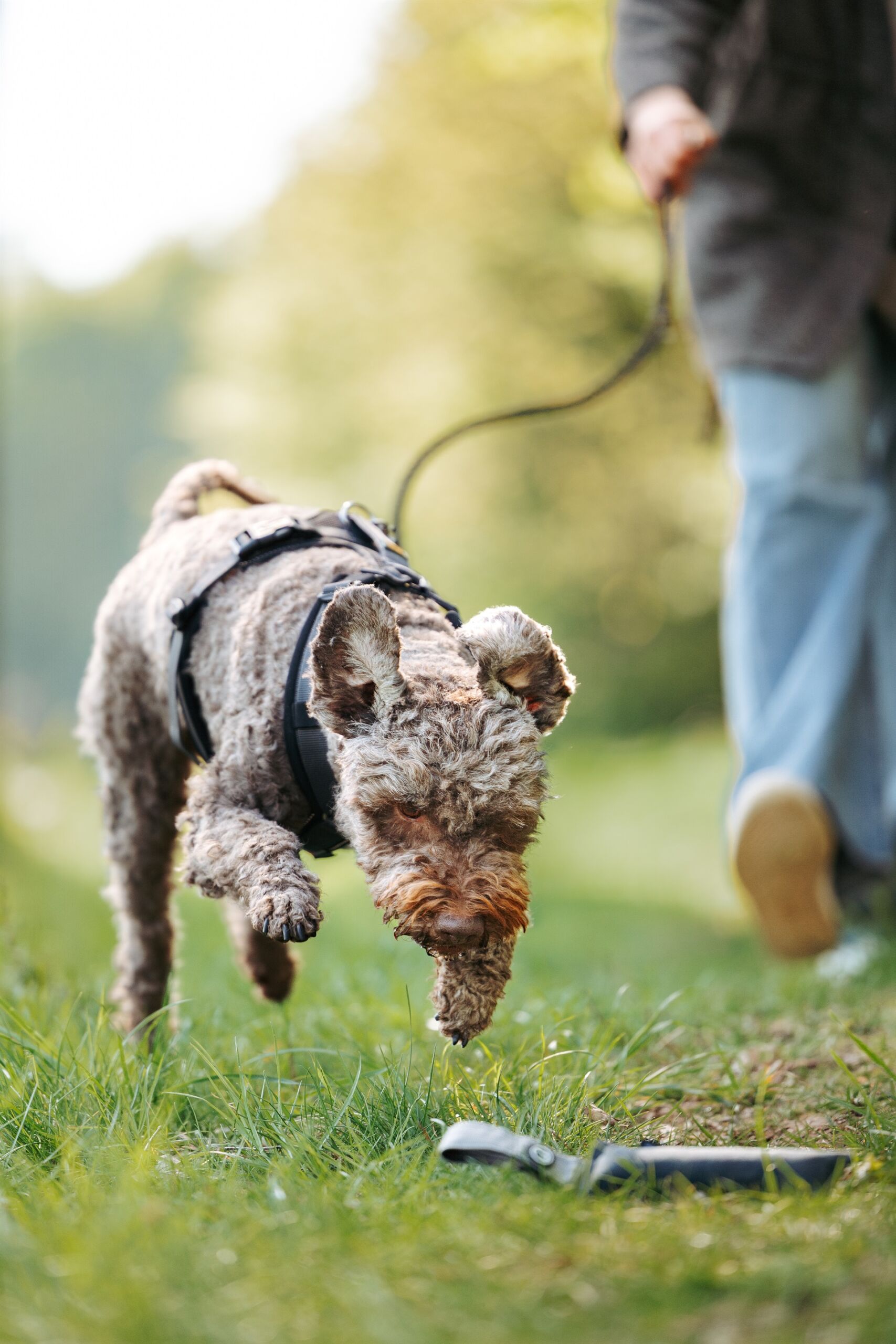 Ein hellbrauner Hund springt auf ein Dummy am Boden zu. Im Hintergrund steht eine Person, die eine Leine hält.