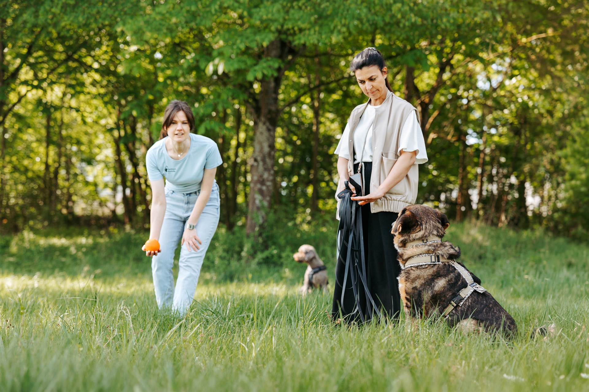 Zwei Frauen stehen auf einer Wiese. Eine Frau wirft einen Ball. Die andere Frau steht mit einem Hund daneben. Sie gibt ihrem Hund ein Handzeichen. Im Hintergrund sitzt ein weiterer Hund.
