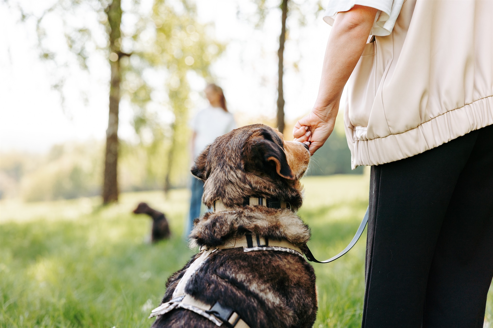 2026-04-26_Funkenhunde-255 Hund an der Leine erhält draußen auf einer sonnigen Wiese ein Leckerli von einer Person, während im Hintergrund weitere Menschen und Hunde zu sehen sind.