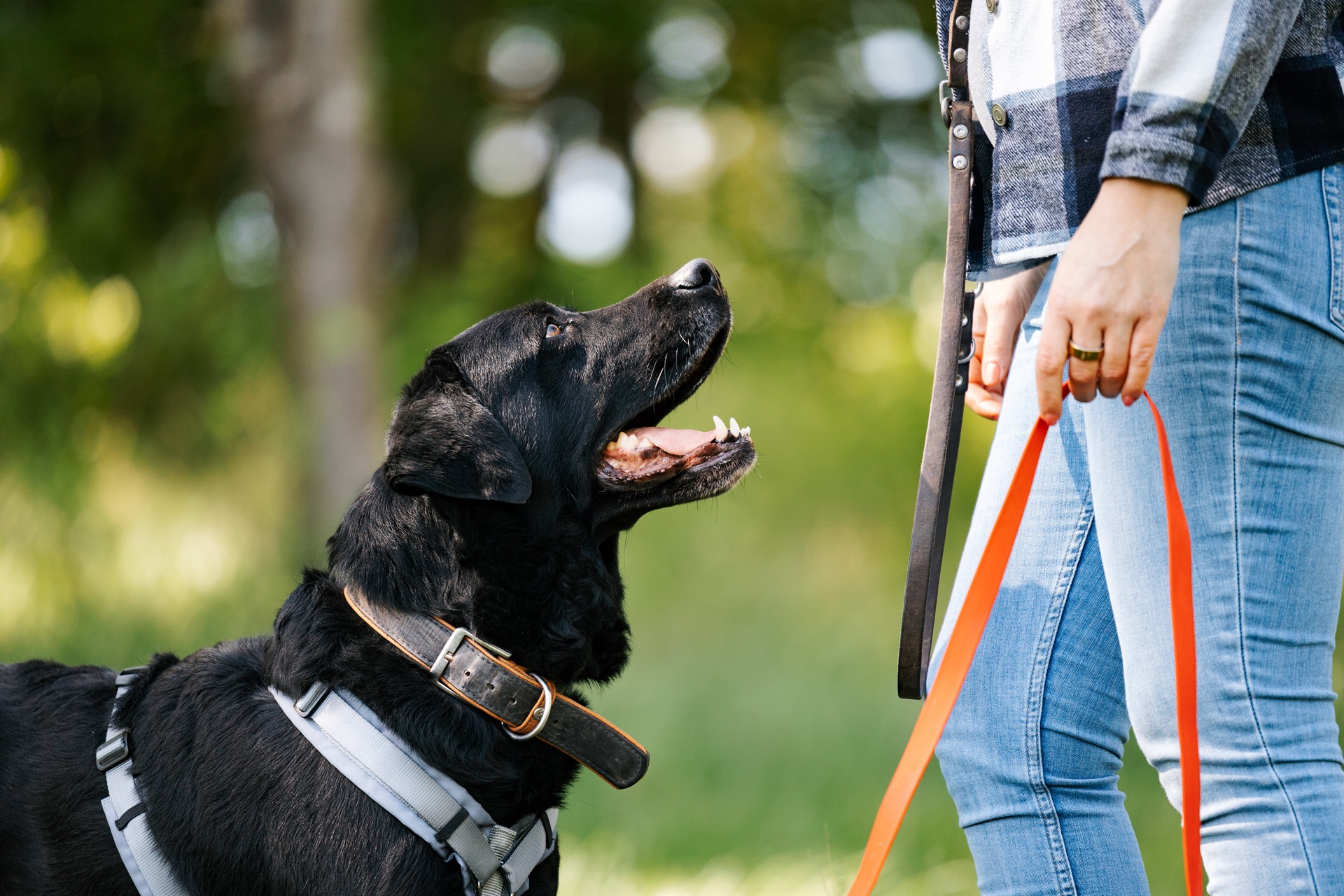 Schwarzer Hund mit Geschirr blickt aufmerksam zu einer Person mit Leine auf, während sie gemeinsam im Grünen trainieren.