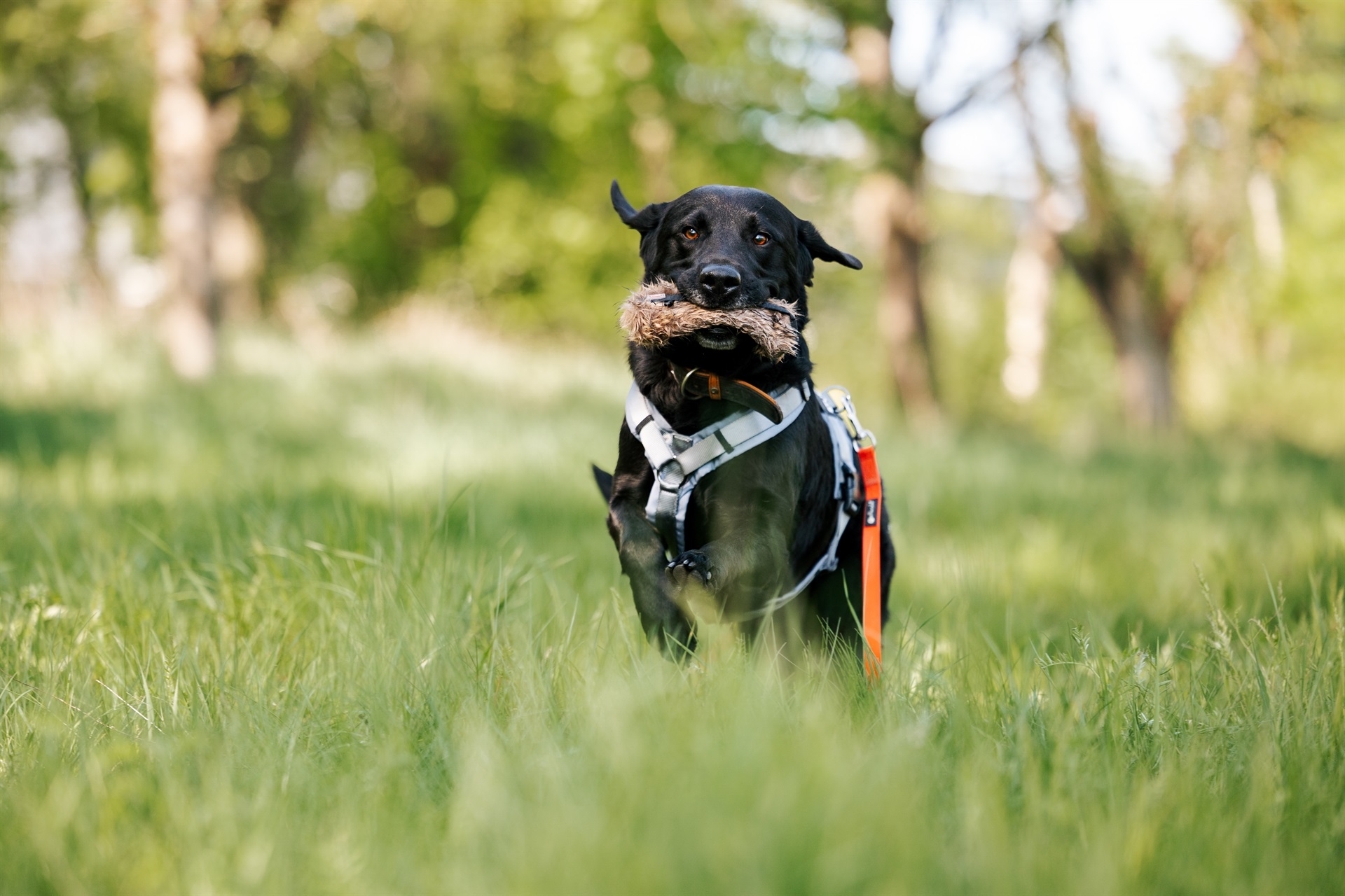 Schwarzer Hund mit Geschirr und roter Leine trägt ein Felldummy im Fang. Er rennt über eine grüne Wiese.